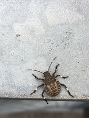 Halyomorpha halys