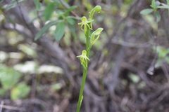 Habenaria tridactylites