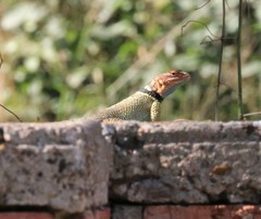 Sceloporus cyanogenys