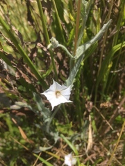 Convolvulus hermanniae
