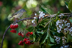 Vireo gilvus