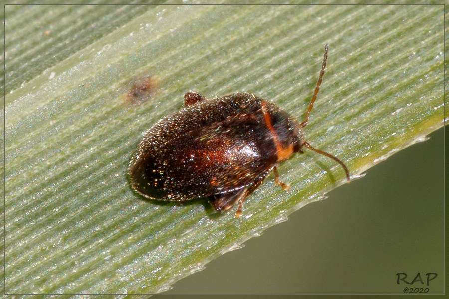Scirtes adustus