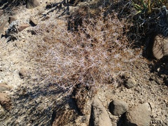 Ambrosia bryantii