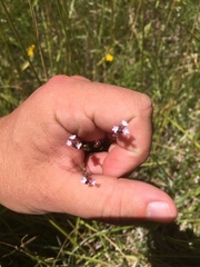 Verbena montevidensis