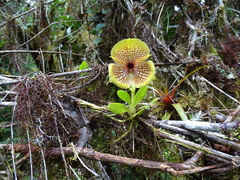 Telipogon hausmannianus