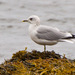 Short-billed Gull - Photo (c) Greg Lasley, some rights reserved (CC BY-NC), uploaded by Greg Lasley