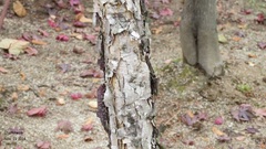 Betula dauurica