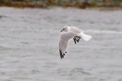 Larus canus canus
