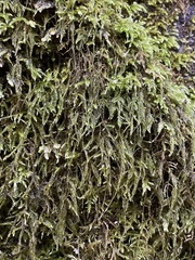 Pseudisothecium myosuroides