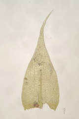 Pseudisothecium myosuroides