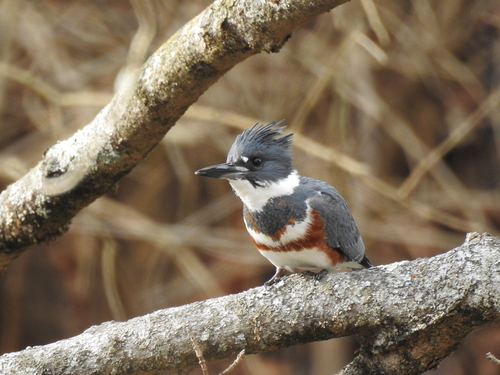 Belted Kingfisher photographed in Ohio