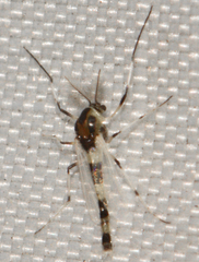 Cricotopus sylvestris