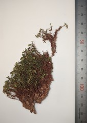 Rhizomnium pseudopunctatum