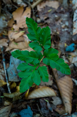 Sceptridium oneidense