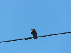 Hirundo rustica
