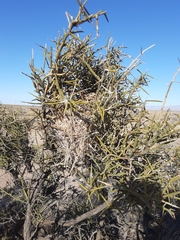 Campylorhynchus brunneicapillus