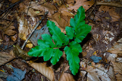 Sceptridium oneidense