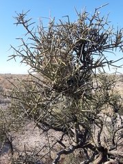 Campylorhynchus brunneicapillus