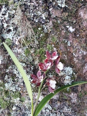 Prosthechea gilbertoi