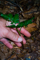 Sceptridium oneidense