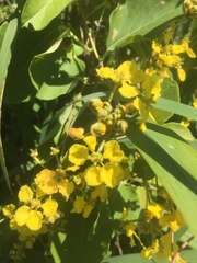 Stigmaphyllon bonariense