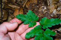 Sceptridium oneidense