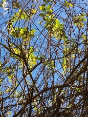 Lonicera involucrata
