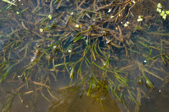 Potamogeton hillii