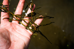 Potamogeton hillii