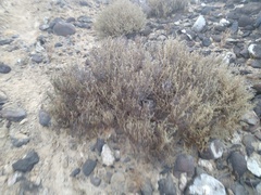 Atriplex julacea