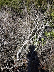 Aesculus californica