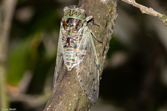Pompanonia buziensis