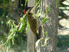 Colaptes melanochloros