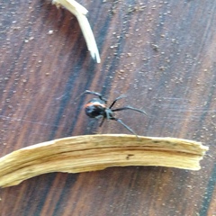 Latrodectus mactans