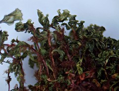 Rhizomnium pseudopunctatum