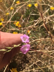 Agalinis communis