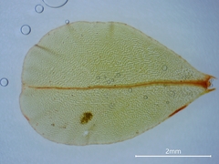 Rhizomnium pseudopunctatum