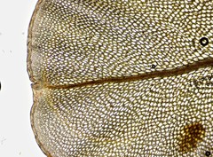 Rhizomnium pseudopunctatum