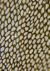 Rhizomnium pseudopunctatum