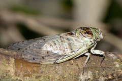 Pompanonia buziensis