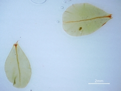 Rhizomnium pseudopunctatum