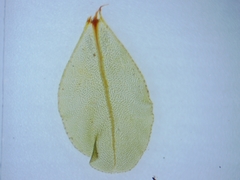 Rhizomnium pseudopunctatum