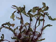 Rhizomnium pseudopunctatum