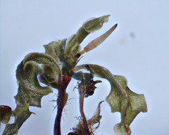 Rhizomnium pseudopunctatum