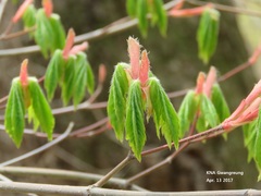 Carpinus laxiflora