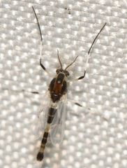 Cricotopus sylvestris
