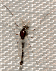 Cricotopus sylvestris