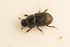 Agrilinus ater