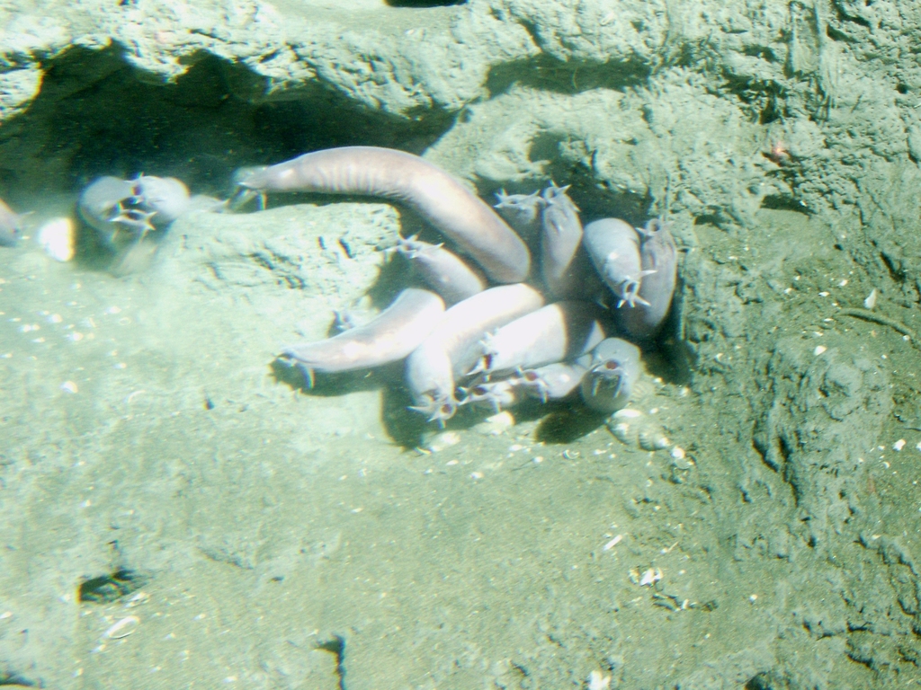 Pacific Hagfish