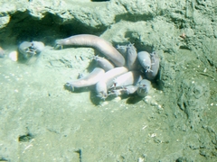 Pacific Hagfish photo 5